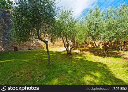 Olive Grove on the Background of the Wall Surrounded Medieval City of Gimignano in Italy