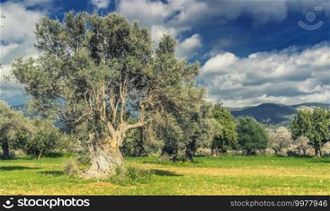 olive grove on the island of Mallorca in Spain