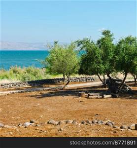Olive Grove on the Shore of the Sea of Galilee, Instagram Effect