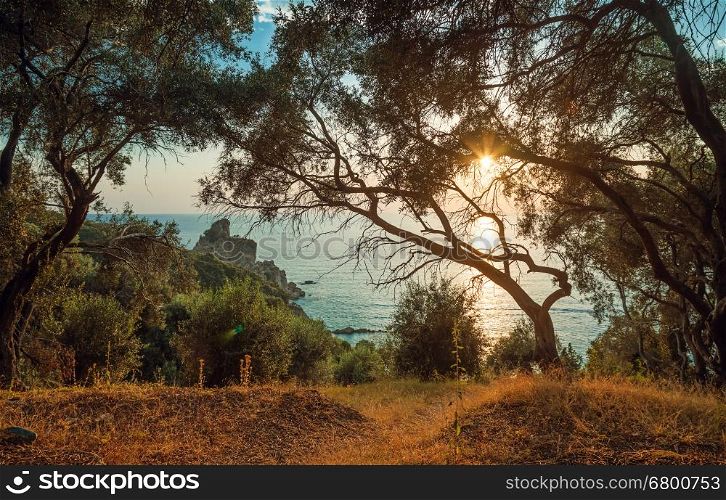 Olive grove on the slope by the Ionic sea against sunset