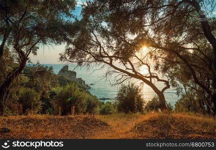 Olive grove on the slope by the Ionic sea against sunset