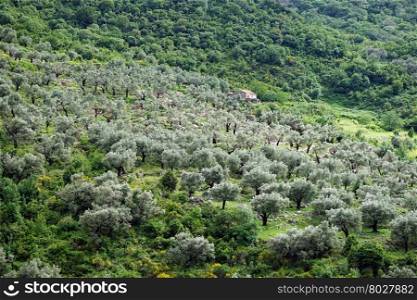 Olive grove on the slope of mountain near Old Bar in Montenegro