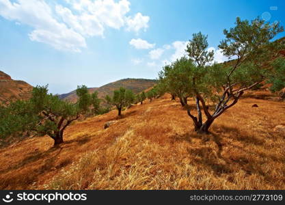 Olive Grove on the Slopes of the Mountains of Samaria, Israel