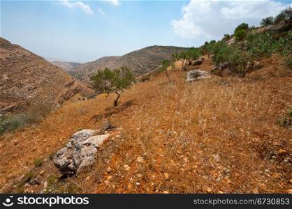Olive Grove on the Slopes of the Mountains of Samaria, Israel