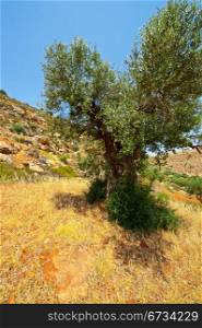 Olive Grove on the Slopes of the Mountains of Samaria, Israel