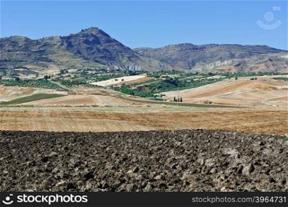 Olive Groves and Plowed Sloping Hills of Sicily in Spring