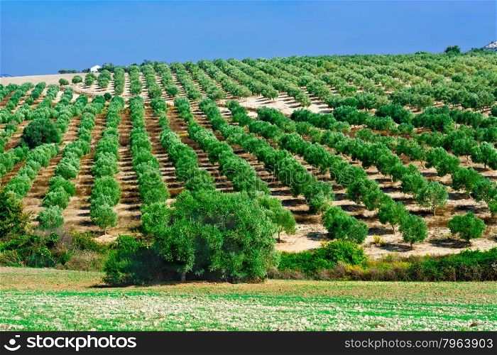 Olive Groves and Plowed Sloping Hills of Spain in the Autumn