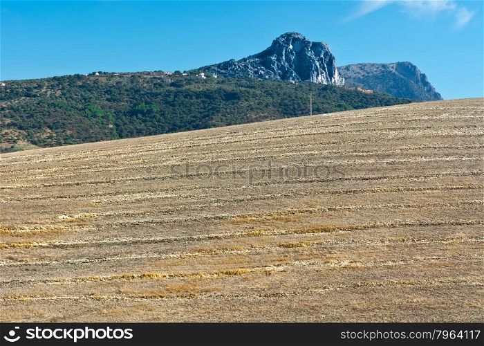 Olive Groves and Plowed Sloping Hills of Spain in the Autumn