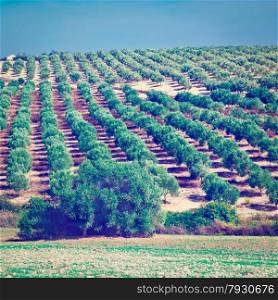 Olive Groves and Plowed Sloping Hills of Spain in the Autumn, Instagram Effect
