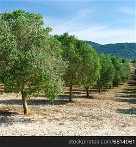 Olive Groves on the Hills in Spain