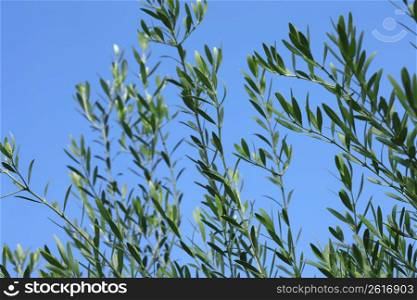 Olive leaf