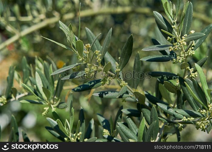 Olive leaves and branches in detail to appreciate the shape of their characteristic leaves of this tree that will give the olives and they will be able to eat or make oil.