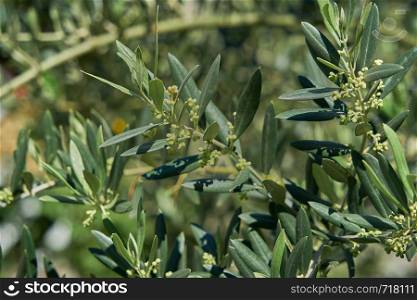 Olive leaves and branches in detail to appreciate the shape of their characteristic leaves of this tree that will give the olives and they will be able to eat or make oil.