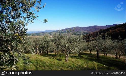 Olive oil tree in Italy with blue sky