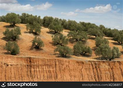 Olive plantation and cloudy sky. Trees on rows