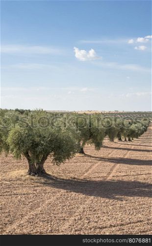 Olive plantation with many trees.