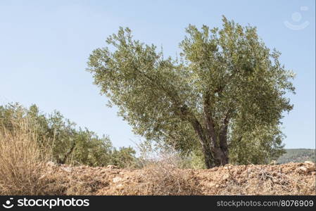 Olive plantation with many trees.