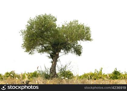 Olive tree and land white isolated