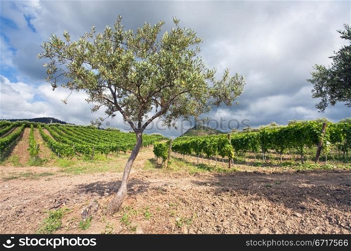 olive tree and vineyard on gentle slope in Etna region, Sicily
