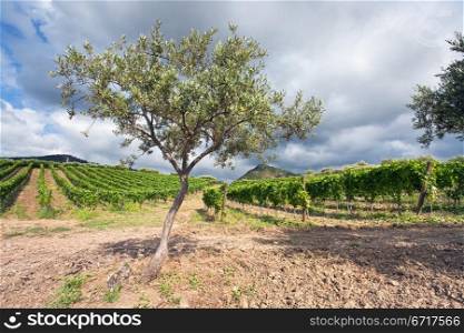 olive tree and vineyard on gentle slope in Etna region, Sicily