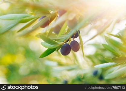 Olive tree background, ripe little black fruits on the tree with fresh green leaves, sunny day, tasty mediterranean vegetables, organic nutrition, autumn harvest season