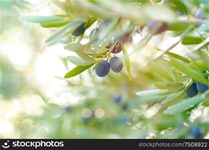 Olive tree background, ripe little black fruits on the tree with fresh green leaves, tasty mediterranean vegetables, organic nutrition, autumn harvest season