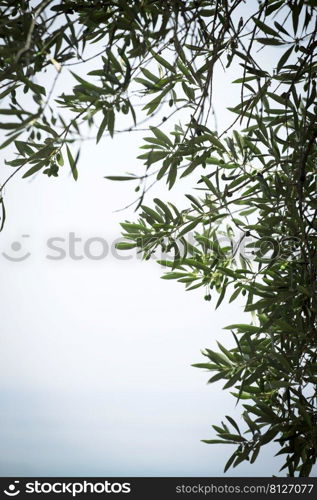 olive tree branch against the sky. plant background 