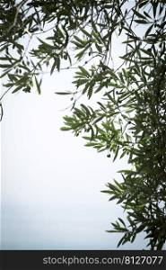 olive tree branch against the sky. plant background 
