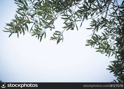 olive tree branch against the sky. plant background 