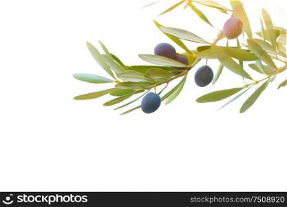 Olive tree branch border isolated on white background, olive oil production, tasty healthy fruits, organic nutrition, photo with copy space, autumn harvest season