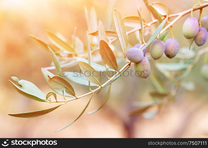 Olive tree branch in sunset light, black olive trees garden, cultivation of traditional mediterranean fruits, autumn harvest season