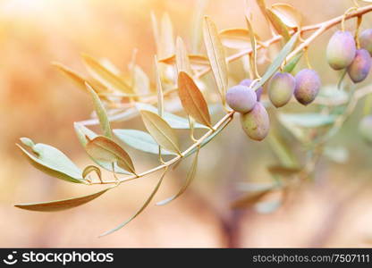Olive tree branch in sunset light, black olive trees garden, cultivation of traditional mediterranean fruits, autumn harvest season