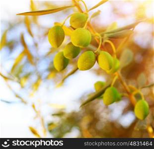 Olive tree branch over sunny sky background, bright autumn harvest day, fresh ripe vegetables growing in the garden, olive oil production, nature at fall
