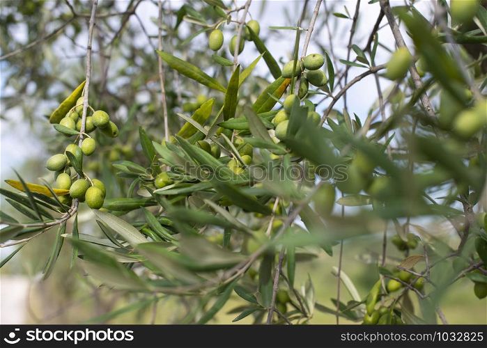 Olive tree close up. Branch with olives.