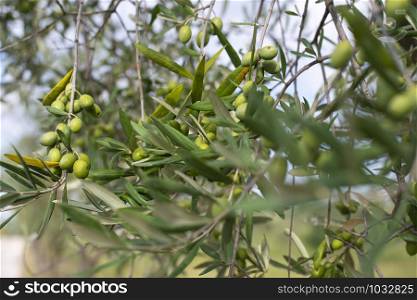 Olive tree close up. Branch with olives.