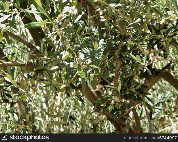 olive tree, detail. green and black olives on a olive tree, Olea europaea