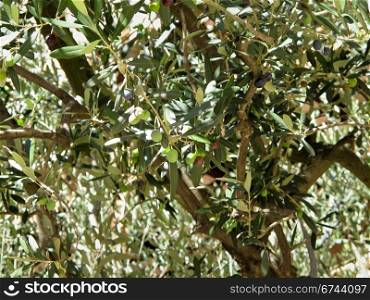 olive tree, detail. green and black olives on a olive tree, Olea europaea