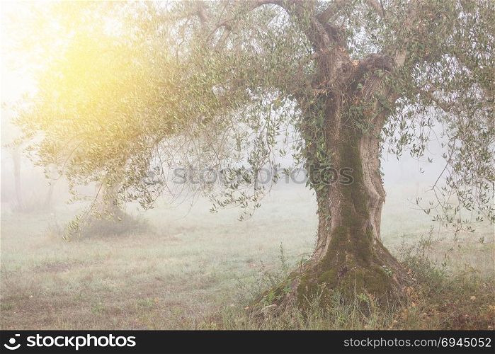 Olive tree garden