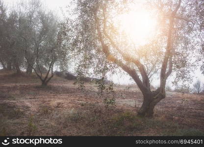 Olive tree garden