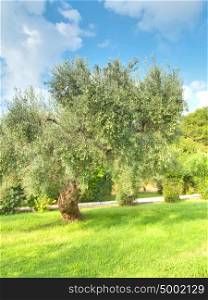 Olive tree Greece