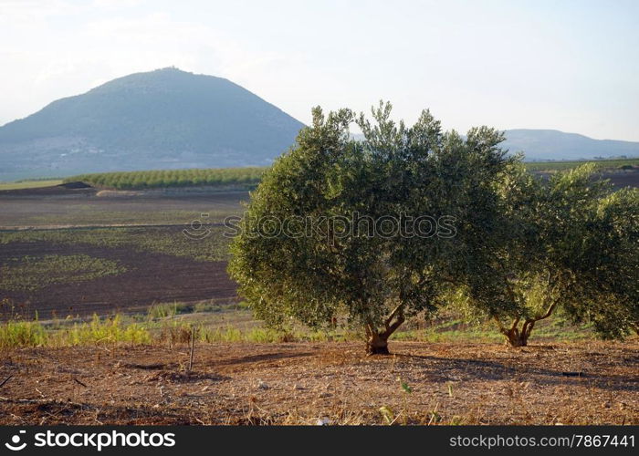 Olive tree grove and Tavor mount in Israel