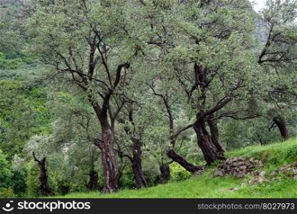 Olive tree grove on the slope of mountain near Old Bar in Montenegro