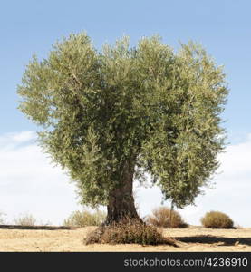 Olive tree in a row. Plantation and cloudy sky