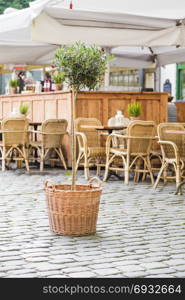 Olive tree in a wicker basket on a background of the summer cafe