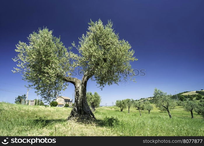 Olive tree in Italy, Tuscany