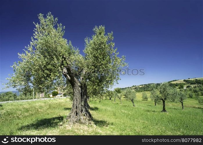 Olive tree in Italy, Tuscany