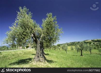 Olive tree in Italy, Tuscany