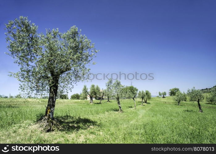 Olive tree in Italy, Tuscany