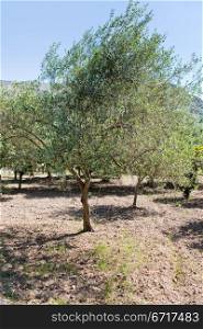 olive tree in Sicilian garden