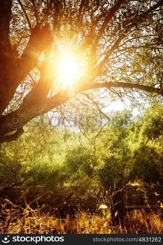 Olive tree in sun light, autumn nature, backyard, beautiful landscape, countryside, fresh vegetables, olive oil industry, harvest season concept